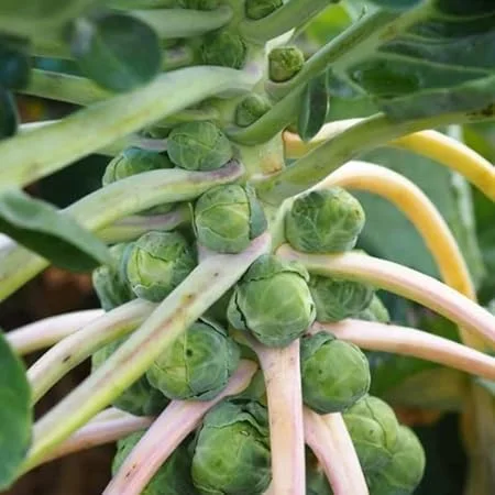 Brussels Sprouts Live Plant - 2 Pack, 4 Inch Pot, Cold Hardy Vegetable - Image 5