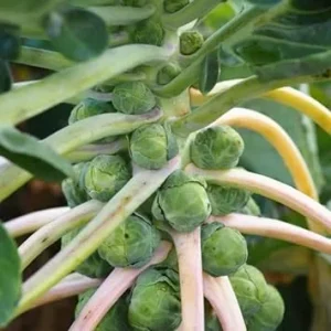 Brussels Sprouts Live Plant - 2 Pack, 4 Inch Pot, Cold Hardy Vegetable - Image 7