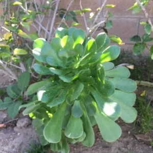 Bulk Green Aeonium Cuttings - Hardy Succulent Live Plants - Medium/Large Box - Image 2