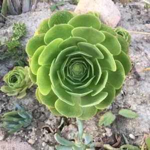 Bulk Green Aeonium Cuttings - Hardy Succulent Live Plants - Medium/Large Box - Image 4