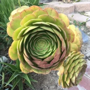 Bulk Green Aeonium Cuttings - Hardy Succulent Live Plants - Medium/Large Box - Image 6