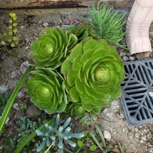 Bulk Green Aeonium Cuttings - Hardy Succulent Live Plants - Medium/Large Box - Image 7