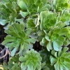 Bulk Green Aeonium Cuttings - Hardy Succulent Live Plants - Medium/Large Box - Image 1