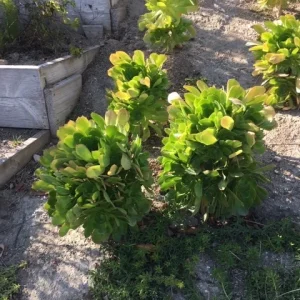 Bulk Green Aeonium Succulent Cuttings - Live Plants for Garden & Projects - Image 3