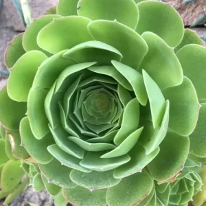 Bulk Green Aeonium Succulent Cuttings - Live Plants for Garden & Projects - Image 5