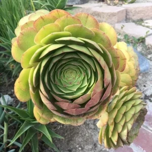 Bulk Green Aeonium Succulent Cuttings - Live Plants for Garden & Projects - Image 6