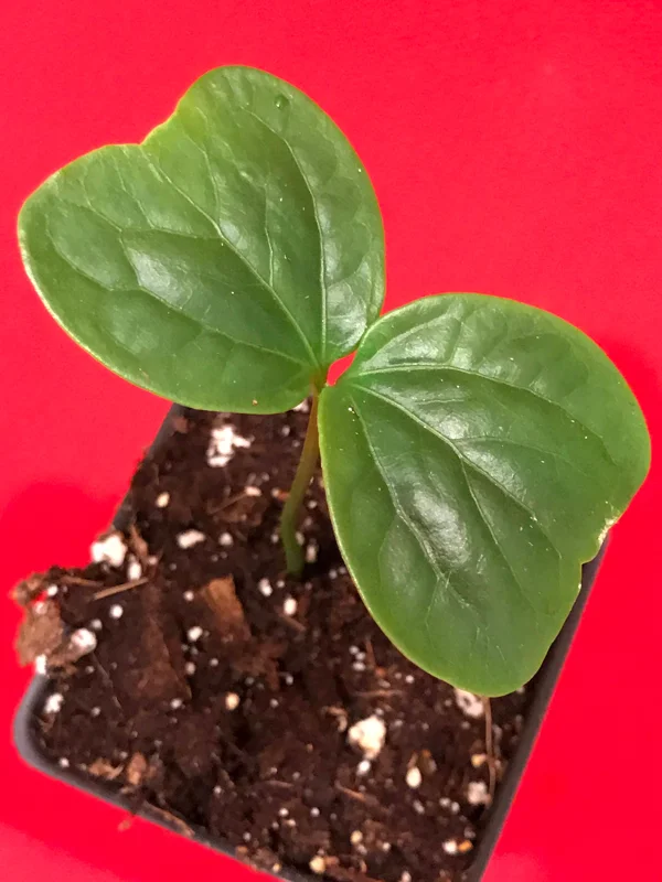 Burmese Grape (Baccaurea Ramiflora) Live Plant - Tropical Fruit Tree - 2-4'' Tall - Image 2