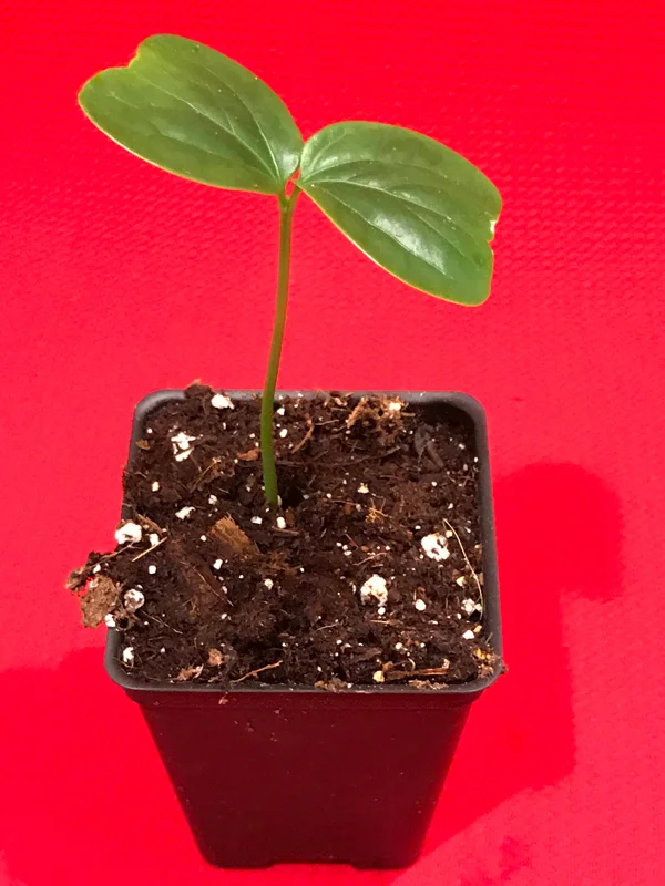 Burmese Grape (Baccaurea Ramiflora) Live Plant - Tropical Fruit Tree - 2-4'' Tall - Image 3