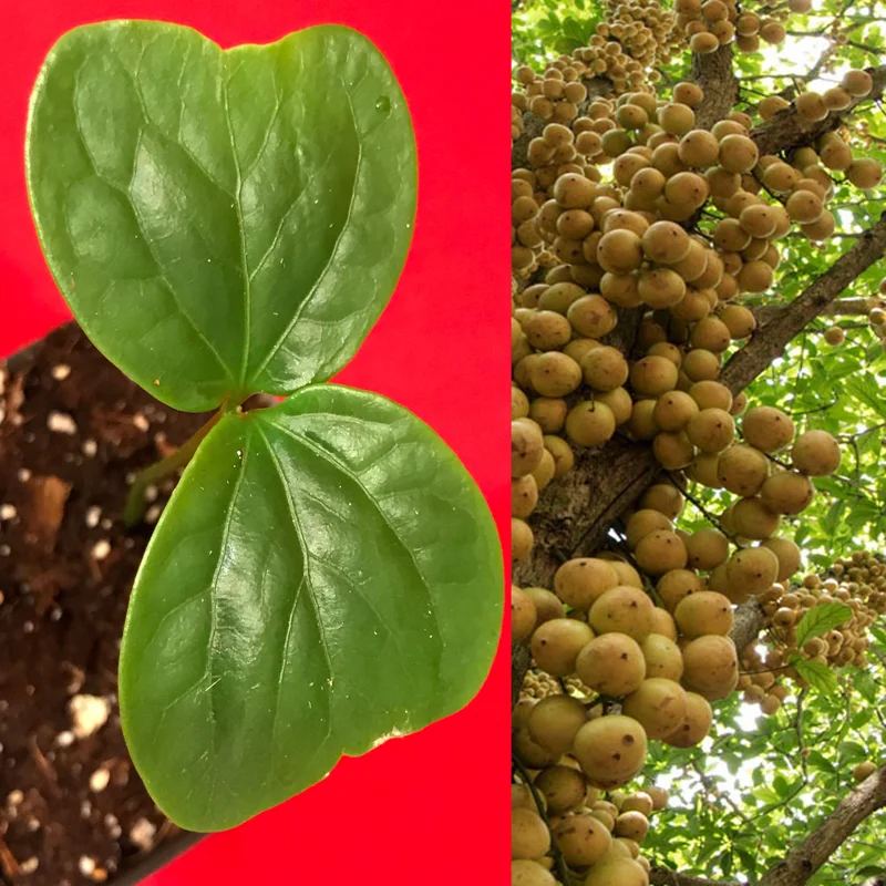 Burmese Grape (Baccaurea Ramiflora) Live Plant - Tropical Fruit Tree - 2-4'' Tall - Image 1