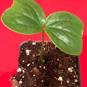 Burmese Grape Live Plant - Baccaurea Ramiflora Seedling Tree, 2-4'' Tall, 2.5'' Pot, Tropical Fruit - Image 4