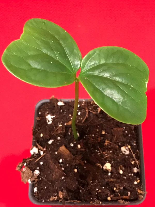 Burmese Grape Live Plant - Baccaurea Ramiflora Seedling Tree, 2-4'' Tall, 2.5'' Pot, Tropical Fruit - Image 4