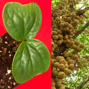 Burmese Grape Live Plant - Baccaurea Ramiflora Seedling Tree, 2-4'' Tall, 2.5'' Pot, Tropical Fruit - Image 1