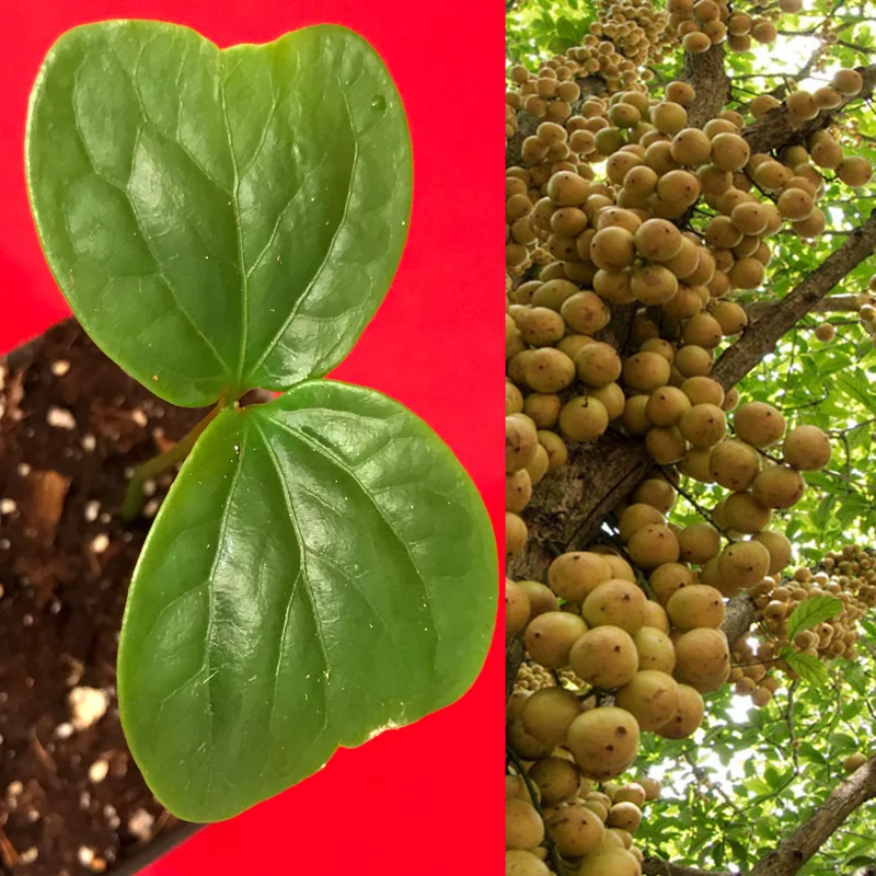 Burmese Grape Live Plant - Baccaurea Ramiflora Seedling Tree, 2-4'' Tall, 2.5'' Pot, Tropical Fruit - Image 1