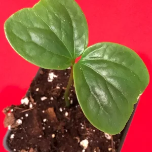 Burmese Grape Live Plant - Baccaurea Ramiflora Tropical Fruit Tree, 2-4'' Tall - Image 2