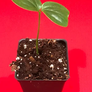 Burmese Grape Live Plant - Baccaurea Ramiflora Tropical Fruit Tree, 2-4'' Tall - Image 3