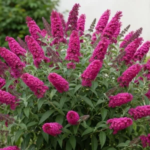 Butterfly Bush Live Shrub Plant – Buddleia, 5-10 Inches Tall, Attracts Butterflies - Image 8