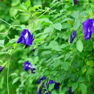 Butterfly Pea Blue Live Plant - 4in Pot - Clitoria Ternatea - Image 2