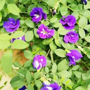 Butterfly Pea Blue Live Plant - 4in Pot - Clitoria Ternatea - Image 3