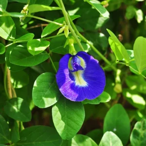 Butterfly Pea Blue Live Plant - 4in Pot - Clitoria Ternatea - Image 4