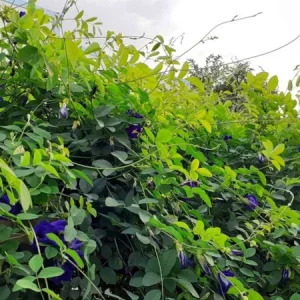 Butterfly Pea Blue Live Plant - 4in Pot - Clitoria Ternatea - Image 5