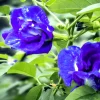 Butterfly Pea Blue Live Plant - 4in Pot - Clitoria Ternatea - Image 1