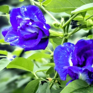 Butterfly Pea Blue Live Plant - 4in Pot - Clitoria Ternatea - Image 1