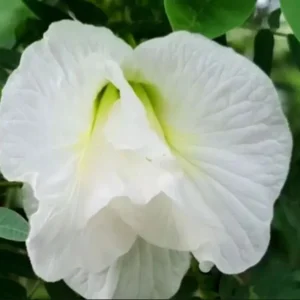 Butterfly Pea Seeds – White Half Gallon Pack – Grow Resilient Vines - Image 2