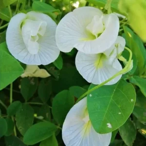 Butterfly Pea Seeds – White Half Gallon Pack – Grow Resilient Vines - Image 3