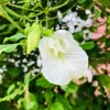 Butterfly Pea Seeds – White Half Gallon Pack – Grow Resilient Vines - Image 1