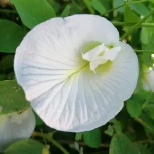 Butterfly Pea White Live Plant – 4 inch Pot – Edible & Ornamental - Image 4