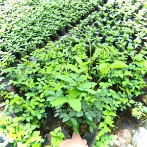 Butterfly Pea White Live Plant – 4 inch Pot – Edible & Ornamental - Image 5