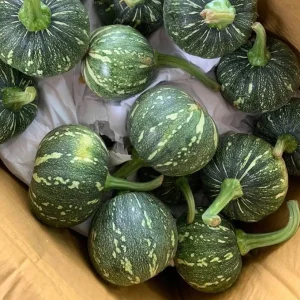 Butternut Squash Seeds - 10 Seeds for Planting Edible Gourd - Image 2