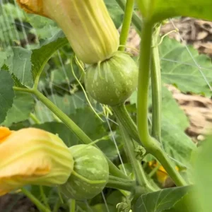 Butternut Squash Seeds - 10 Seeds for Planting Edible Gourd - Image 6