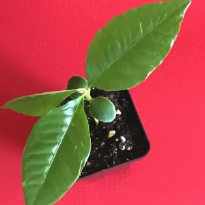 Caimito Green Star Apple Seedling Plant - 3-7'' Live Fruit Tree in 2.5'' Pot - Image 2