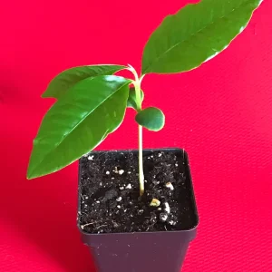 Caimito Green Star Apple Seedling Plant - 3-7'' Live Fruit Tree in 2.5'' Pot - Image 5