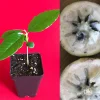 Caimito Green Star Apple Seedling Plant - 3-7'' Live Fruit Tree in 2.5'' Pot - Image 1