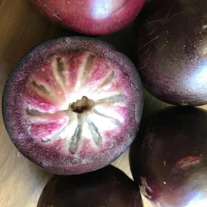 Caimito Purple Star Apple Seedling Plant - Live Fruit Tree, 3-6 inches tall, 2.5'' Pot - Image 3