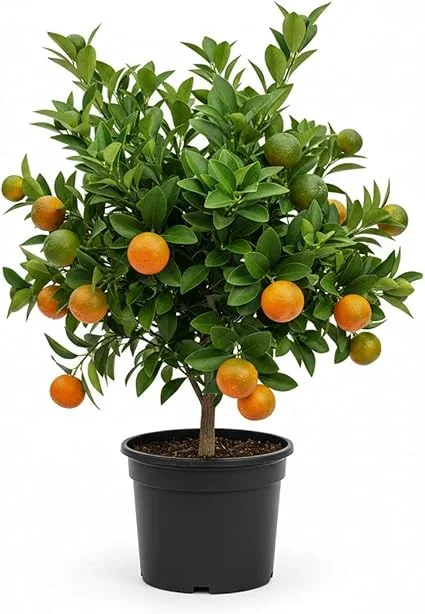 Calamansi Live Plant - Sour Citrus Tree, 5 Ft Tall in 5 Gallon Pot, Outdoor - Image 2