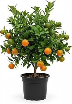 Calamansi Live Plant - Sour Citrus Tree, 5 Ft Tall in 5 Gallon Pot, Outdoor - Image 3