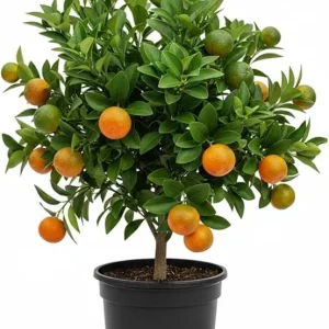 Calamansi Live Plant - Sour Citrus Tree, 5 Ft Tall in 5 Gallon Pot, Outdoor - Image 4