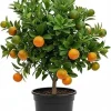 Calamansi Live Plant - Sour Citrus Tree, 5 Ft Tall in 5 Gallon Pot, Outdoor - Image 1
