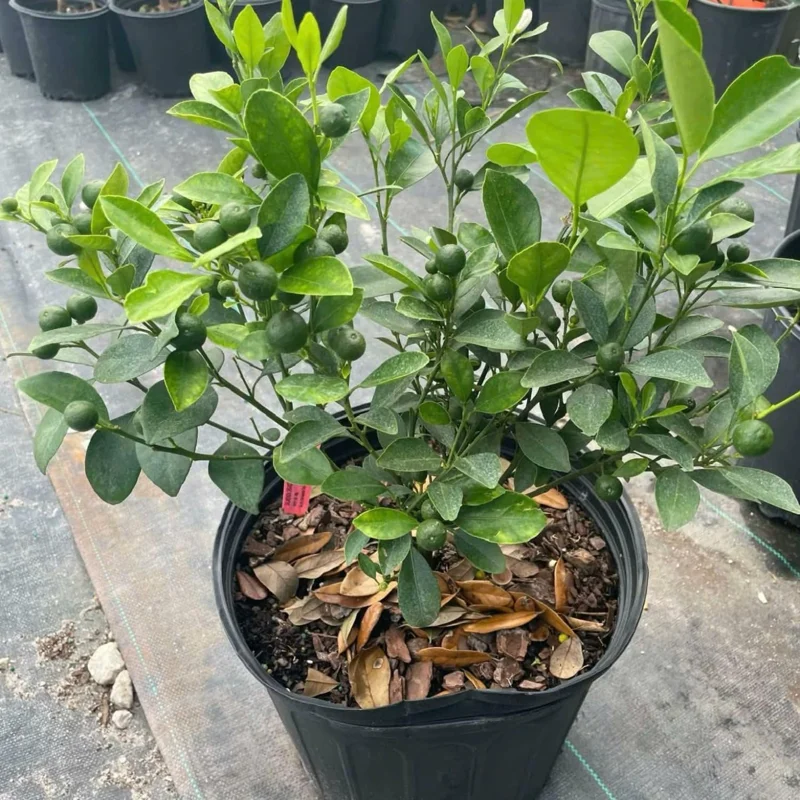 Calamansi Tree Live Plant 3 Gallon Pot - Fruit Bearing Calamondin Citrus for Patio & Garden - Image 2