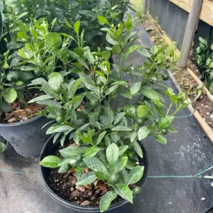 Calamansi Tree Live Plant 3 Gallon Pot - Fruit Bearing Calamondin Citrus for Patio & Garden - Image 4