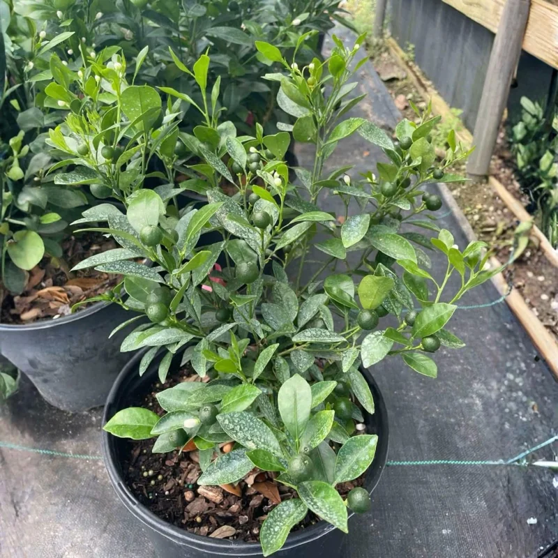 Calamansi Tree Live Plant 3 Gallon Pot - Fruit Bearing Calamondin Citrus for Patio & Garden - Image 4