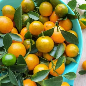 Calamansi Tree Live Plant 3 Gallon Pot - Fruit Bearing Calamondin Citrus for Patio & Garden - Image 5