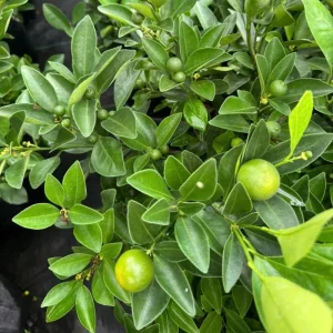 Calamansi Tree Live Plant 3 Gallon Pot - Fruit Bearing Calamondin Citrus for Patio & Garden - Image 7