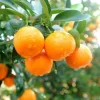 Calamansi Tree Live Plant 3 Gallon Pot - Fruit Bearing Calamondin Citrus for Patio & Garden - Image 1