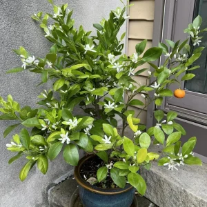 Calamansi Tree Live Plant, 4-5 Ft Tall, 5 Gallon Pot, Calamondin Citrus Fruit Tree for Patio & Indoor - Image 4