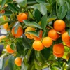 Calamansi Tree Live Plant, 4-5 Ft Tall, 5 Gallon Pot, Calamondin Citrus Fruit Tree for Patio & Indoor - Image 1