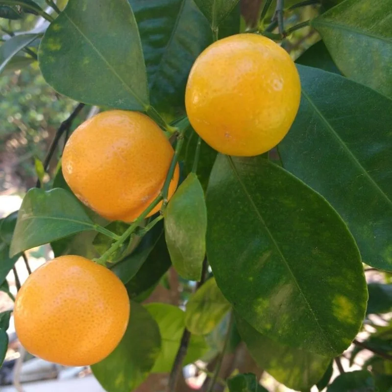 Calamansi Tree Live Plant, 4-5 Ft Tall Calamondin Citrus Fruit, 5 Gallon Pot, Outdoor - Image 3